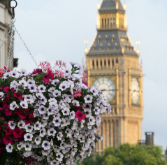 Londonhangingbasket