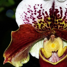 QualityPlantsSlipperOrchid